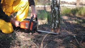 Best Tree Maintenance Programs  in Crouch Mesa, NM